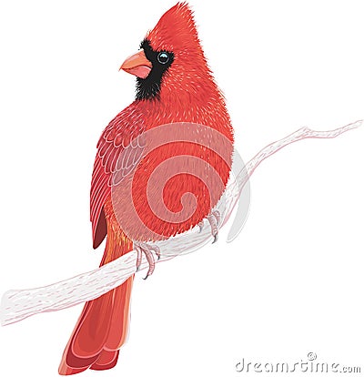 Cardinal Vector Illustration