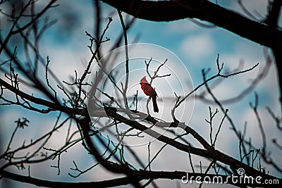 Cardinal perched on a brach in a tree on a cloudy spring day in Grand Rapids Michigan Stock Photo