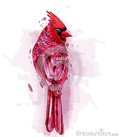 Cardinal red bird watercolor Vector. isolated on white illustrations Vector Illustration
