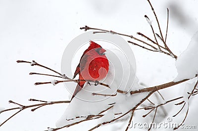 Cardinal In Snow Stock Photo