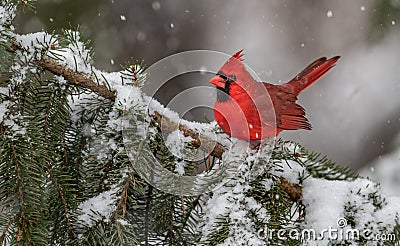 Cardinal in the Snow Stock Photo