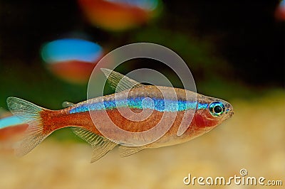 Cardinal tetra Stock Photo