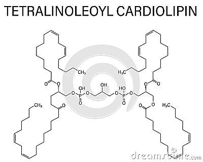 Cardiolipin or tetralinoleoyl cardiolipin molecule. Skeletal formula. Vector Illustration