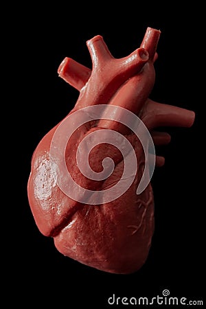Cardiology, organ transplant and cardiovascular medicine concept with a plastic medical model of a heart isolated on black Stock Photo
