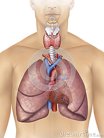 Cardiorespiratory system Stock Photo