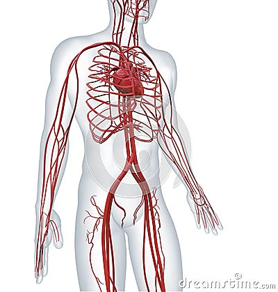 Cardiovascular circulatory Stock Photo