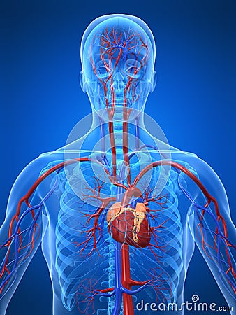 Cardiovascular system Cartoon Illustration