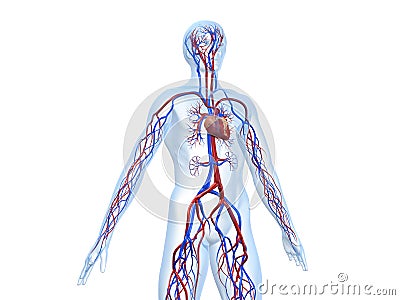 Cardiovascular system Cartoon Illustration