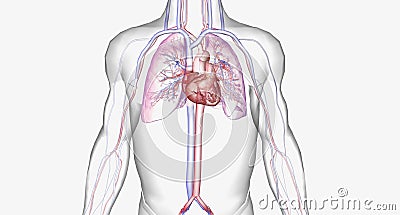 The cardiovascular system consists of the heart and blood vessels (arteries and veins Stock Photo