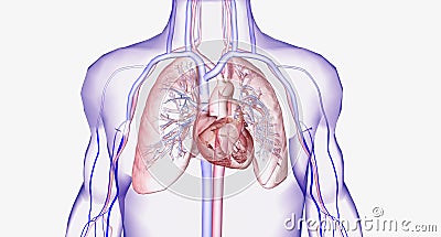 The cardiovascular system consists of the heart and blood vessels (arteries and veins Stock Photo