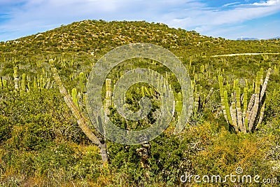 Cardon Cactus Sonoran Desert Baja Los Cabos Mexico Stock Photo