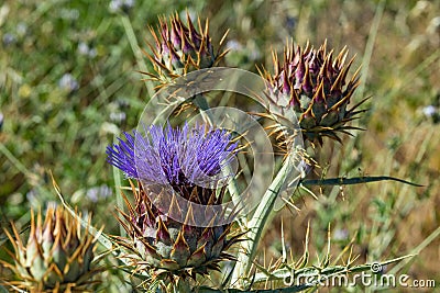 Cardoon. Beautiful flower of purple canarian thistle with bees on it close-up. Flowering thistle or milk thistle. Cynara Stock Photo