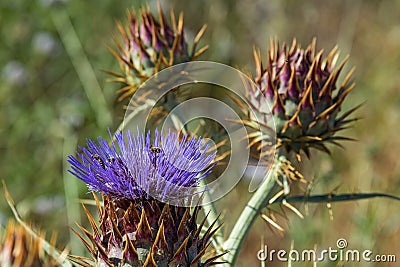 Cardoon. Beautiful flower of purple canarian thistle with bees on it close-up. Flowering thistle or milk thistle. Cynara Stock Photo