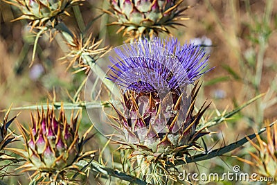 Cardoon. Beautiful flower of purple canarian thistle with bees on it close-up. Flowering thistle or milk thistle. Cynara Stock Photo