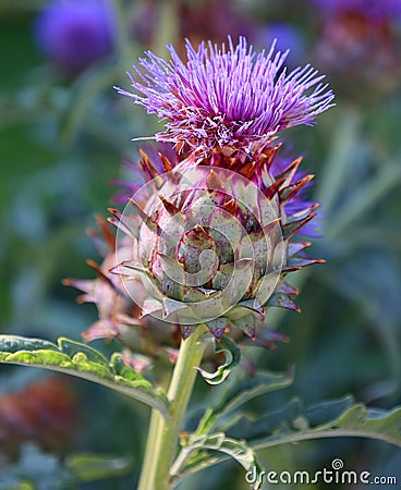 The cardoon, Cynara cardunculus Stock Photo