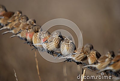 Carduelis cannabina Stock Photo