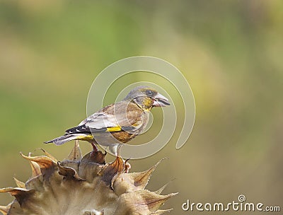 Carduelis sinica Stock Photo