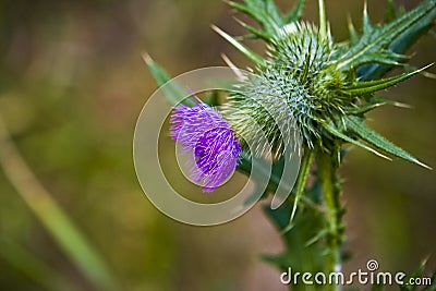 Cardus - most unwanted plant Stock Photo