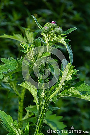 Carduus crispus among flowering plants in the aster family, Asteraceae, and the tribe Cynareae Stock Photo