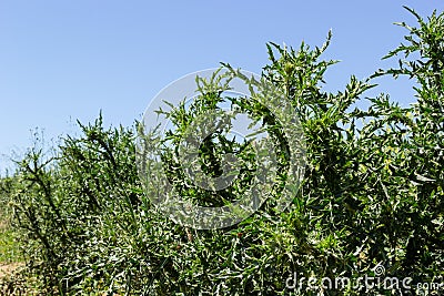 Carduus crispus among flowering plants in the aster family, Asteraceae, and the tribe Cynareae Stock Photo