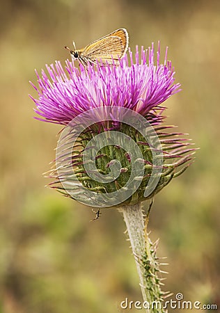 Carduus platypus lovely large thistle and deep pink Stock Photo