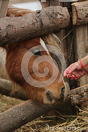 Care for an animal Stock Photo