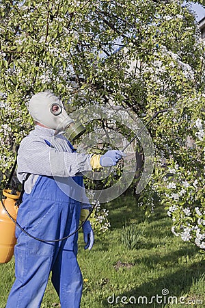 Caring for fruit trees, gardening. Gardener sprinkles trees Stock Photo