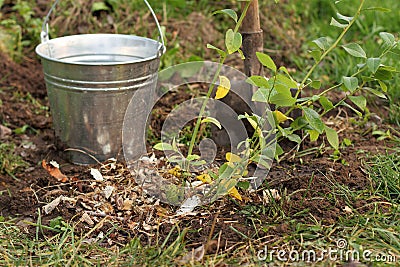 Care of plants in the garden Stock Photo