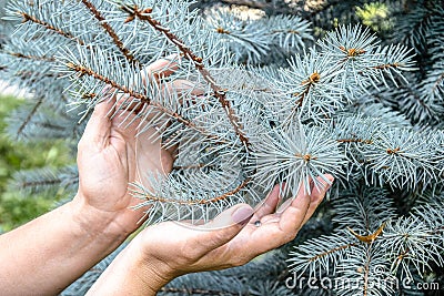 Careful attitude to nature. The gentle touch of women`s hands to the branches of a blue spruce. Close-up Stock Photo