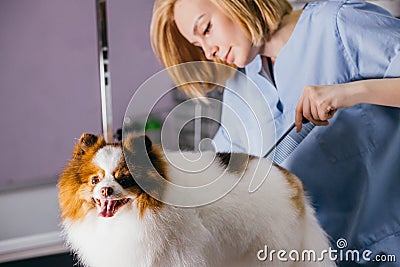 Careful groomer cut the hair of spitz Stock Photo