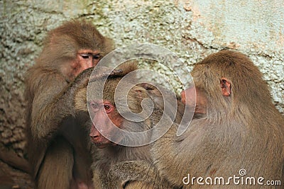 Careful hamadryas baboons Stock Photo