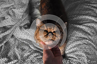 A hand of young woman stroking a exotic shorthair. Close-up of a cat. Stock Photo