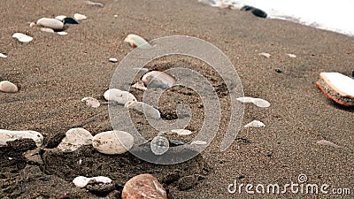 Caretta caretta hatchling turtle rushing toward the sea Stock Photo