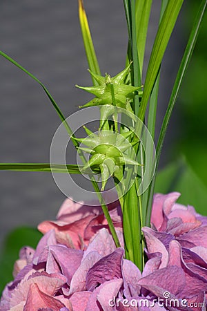 Carex grayi abstract flowering plant in full sun garden Stock Photo