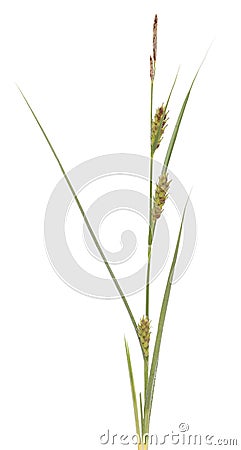 Carex hirta Stock Photo