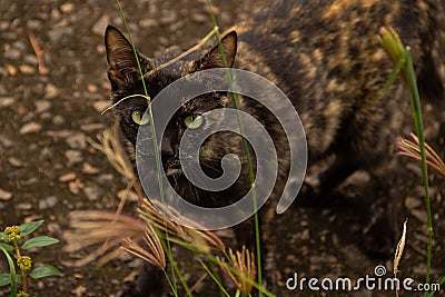 A carey cat among grass leaves. Stock Photo