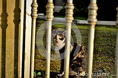 A carey cat looking out from behind the gate Stock Photo