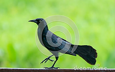 Carib grackle or Greater Antillean blackbird on green Stock Photo
