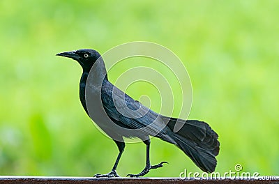 Carib grackle or Greater Antillean blackbird on green Stock Photo