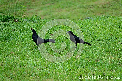 Couple of Carib grackle with berry in Castara on the Caribean Island Tobago Stock Photo