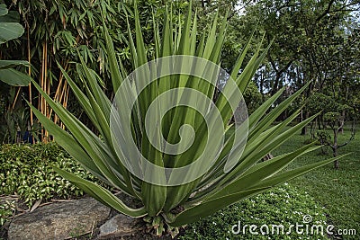 Caribbean Agave Angustifolia in the park Stock Photo