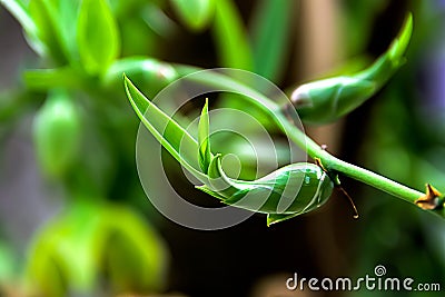 Caribbean agave Stock Photo