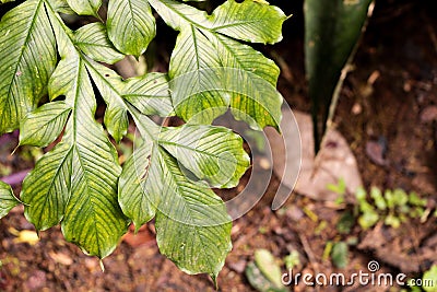 Caribbean agave at garden Stock Photo