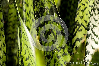 Caribbean agave at garden Stock Photo