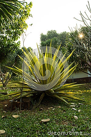 Caribbean Agave plant, decoration tree in the garden at the local resort in the countryside of Thailand, at Phu Ruea Loei. Stock Photo