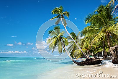 Caribbean beach in Saona island, Dominican Republic Stock Photo