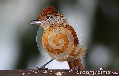Caribbean Bird - Tobago 01 Stock Photo