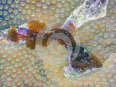 Caribbean coral garden Stock Photo