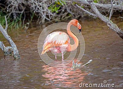 CARIBBEAN FLAMINGO, GALAPAGOS ISLANDS Stock Photo