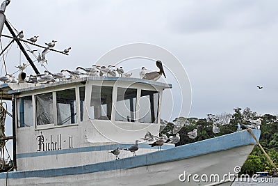 Caribbean, Guatemala: tons of seagulls and a pelican on an abandoned rusting ship Editorial Stock Photo